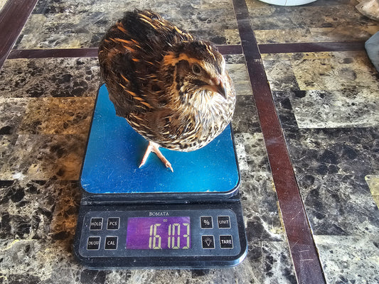 Jumbo Brown Coturnix Quail Hatching Eggs