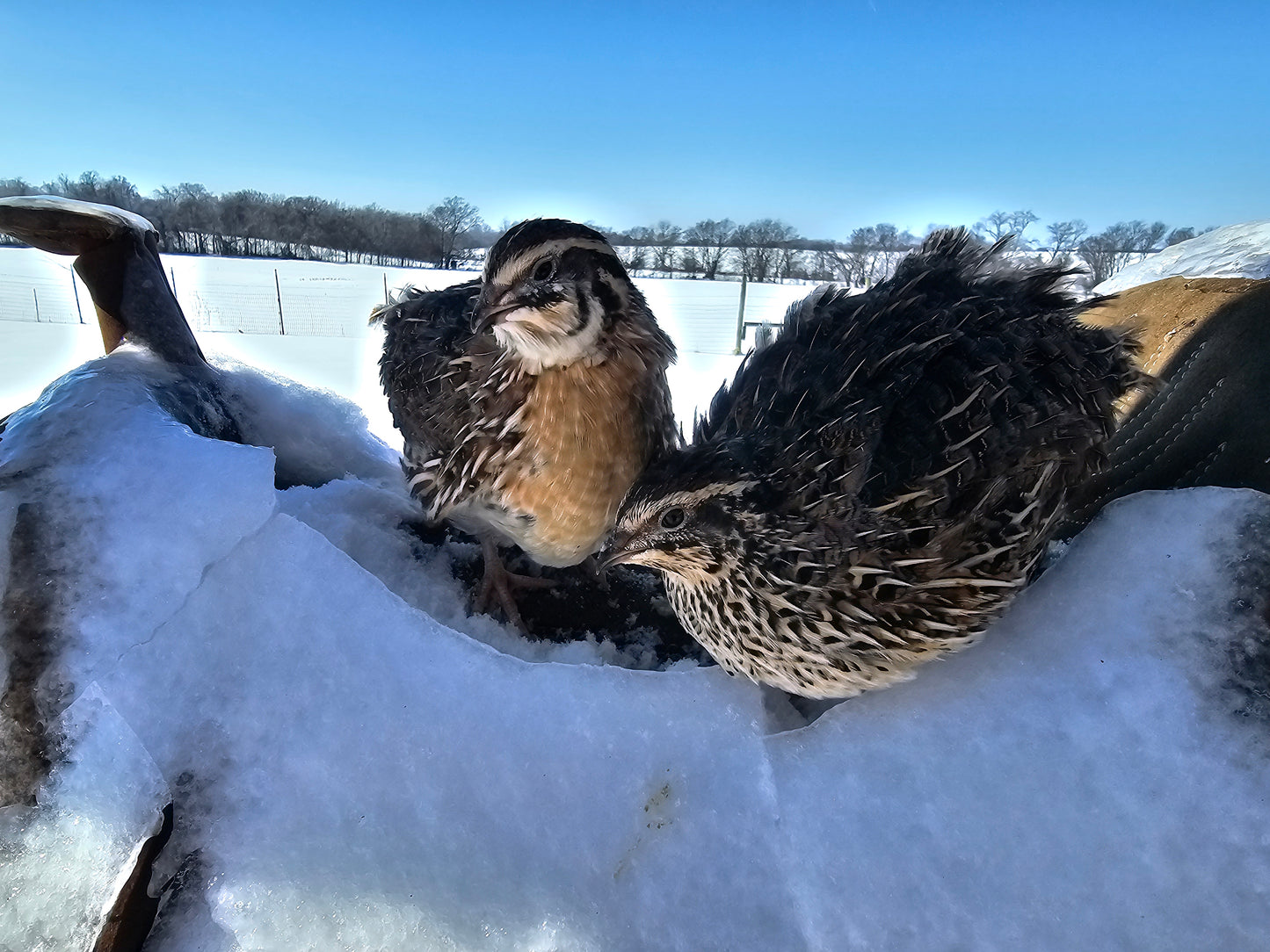 Live Birds