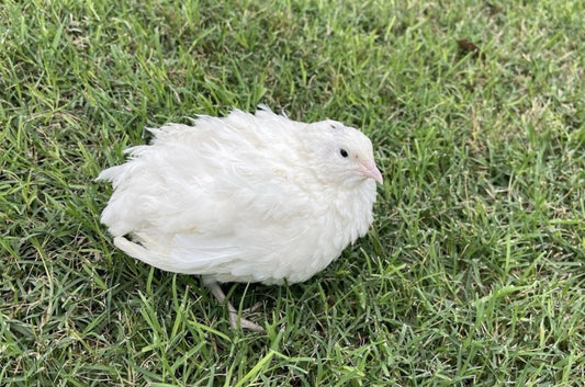 Jumbo White Coturnix Quail Hatching Eggs