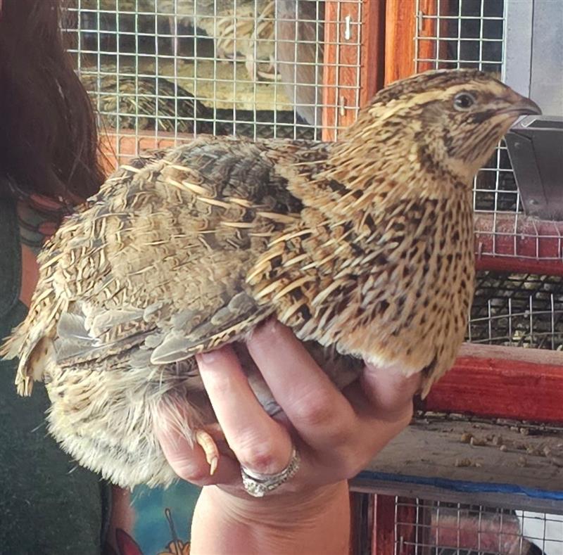 Jumbo Brown Coturnix Quail Hatching Eggs