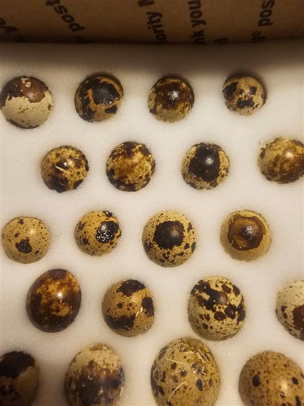 Jumbo Brown Coturnix Quail Hatching Eggs